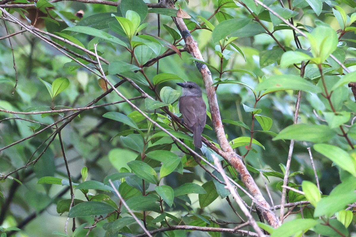 Mangrove Whistler - ML626469802