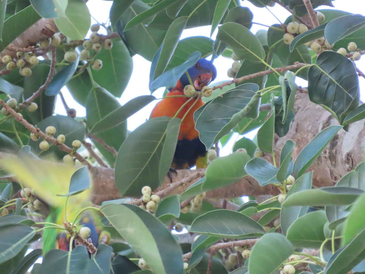 Red-collared Lorikeet - ML626469804