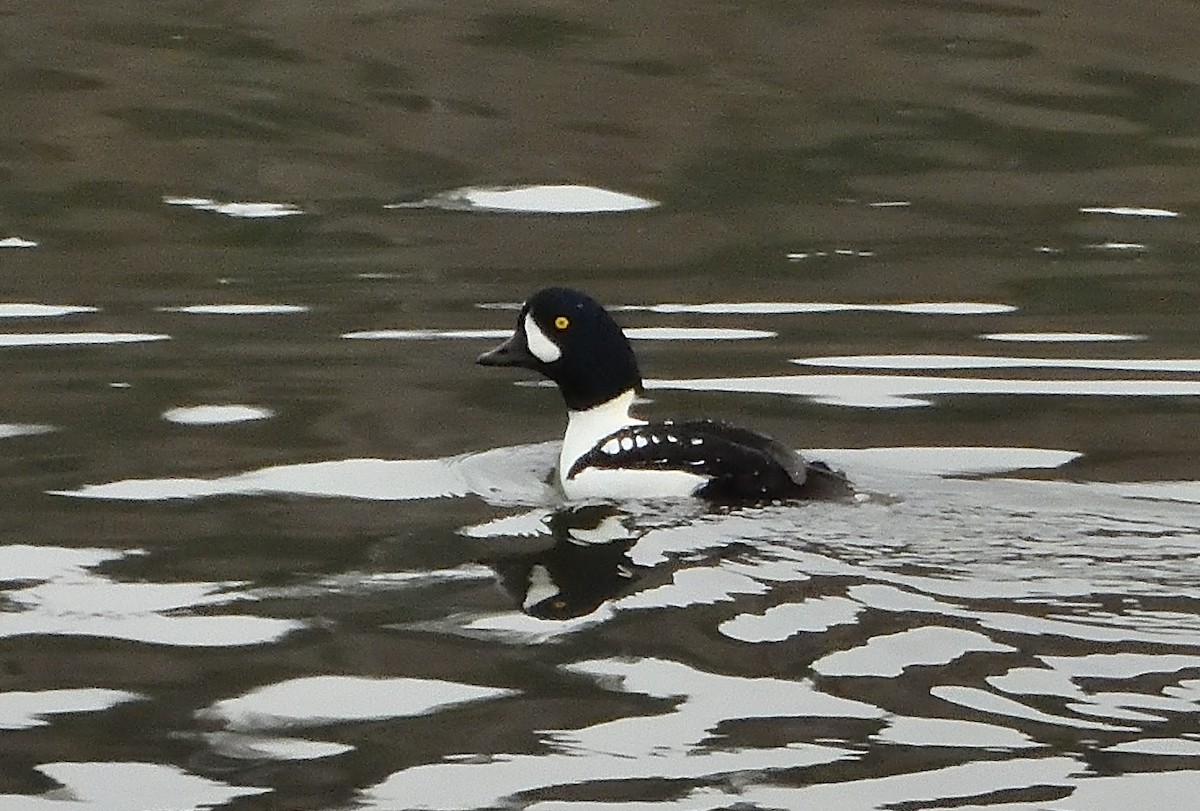 Гоголь ісландський - ML626469852