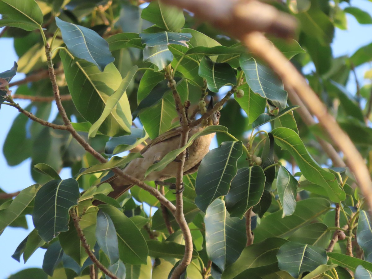 Little Friarbird - ML626469855