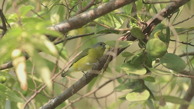 West Mexican Euphonia - ML626470032