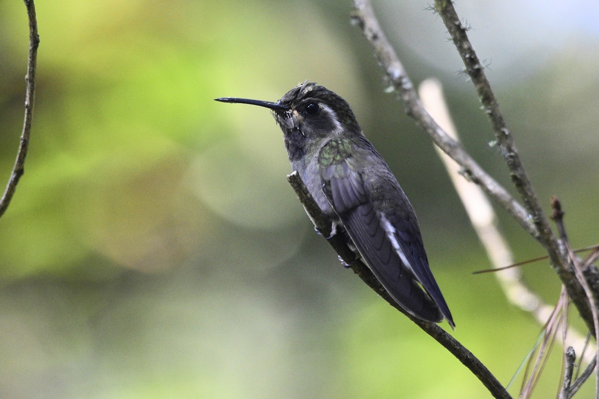 Amethyst-throated Mountain-gem - ML626470064