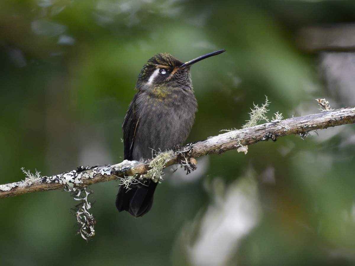 Amethyst-throated Mountain-gem - ML626470065