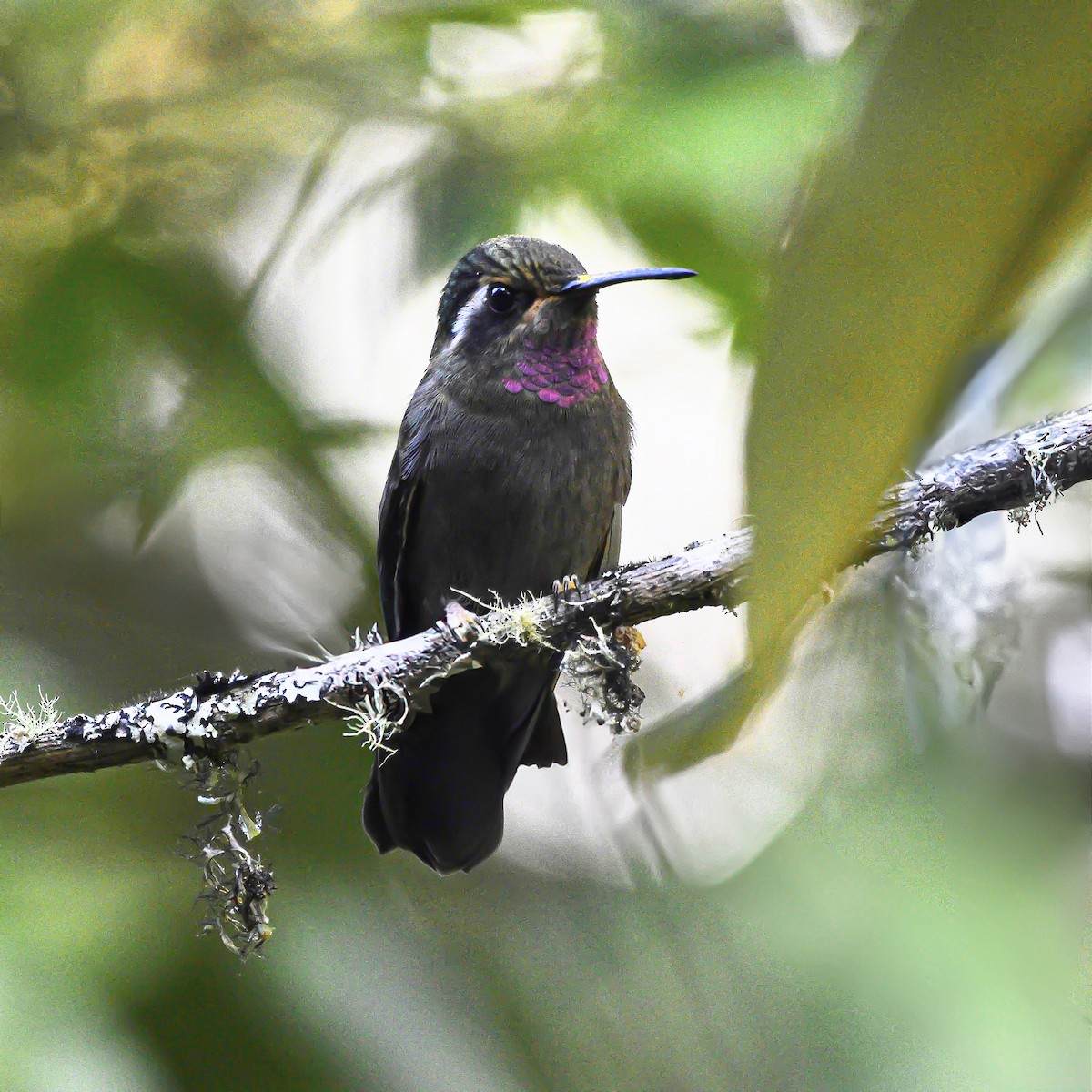 Amethyst-throated Mountain-gem - ML626470075