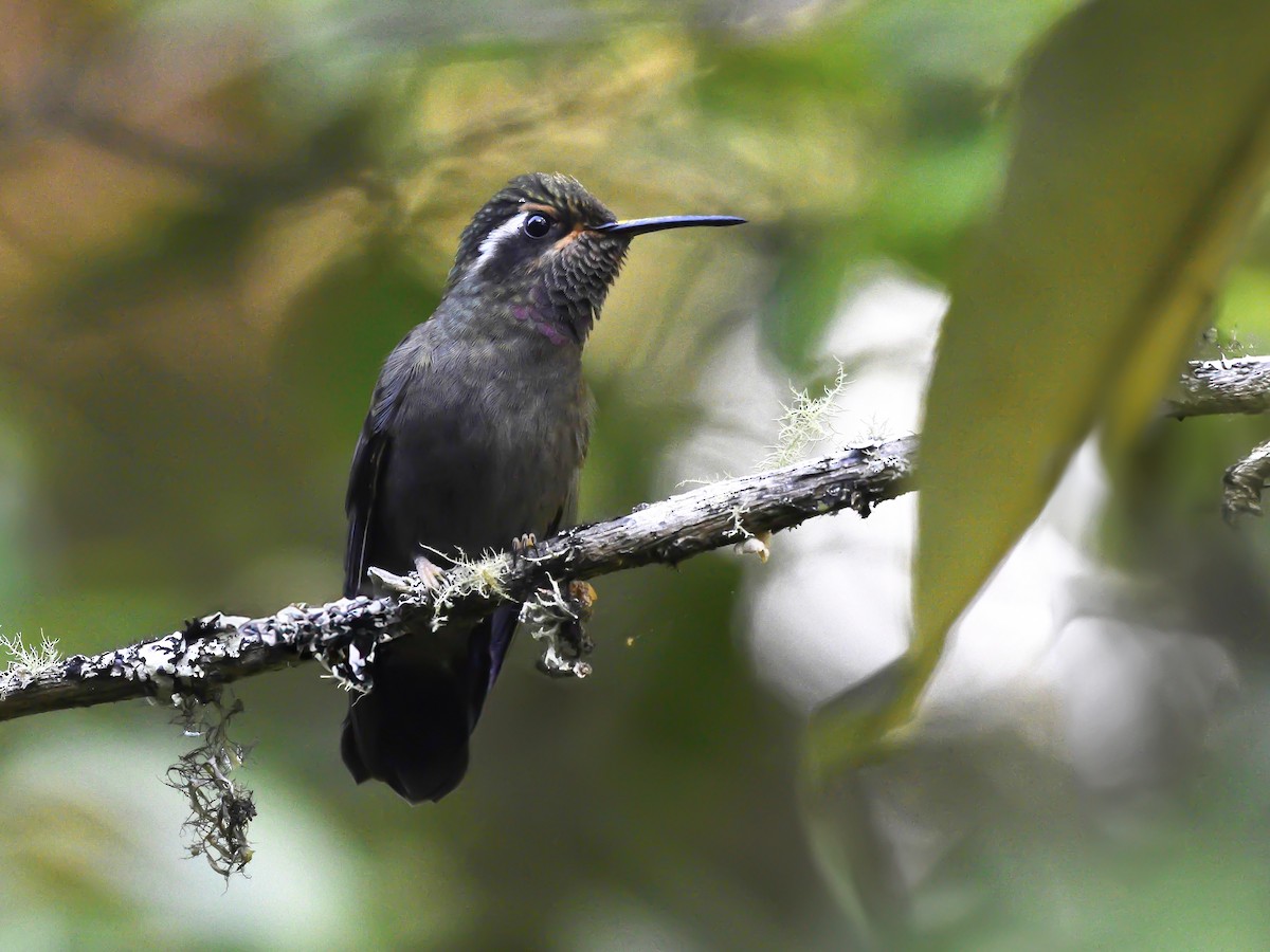 Amethyst-throated Mountain-gem - ML626470076