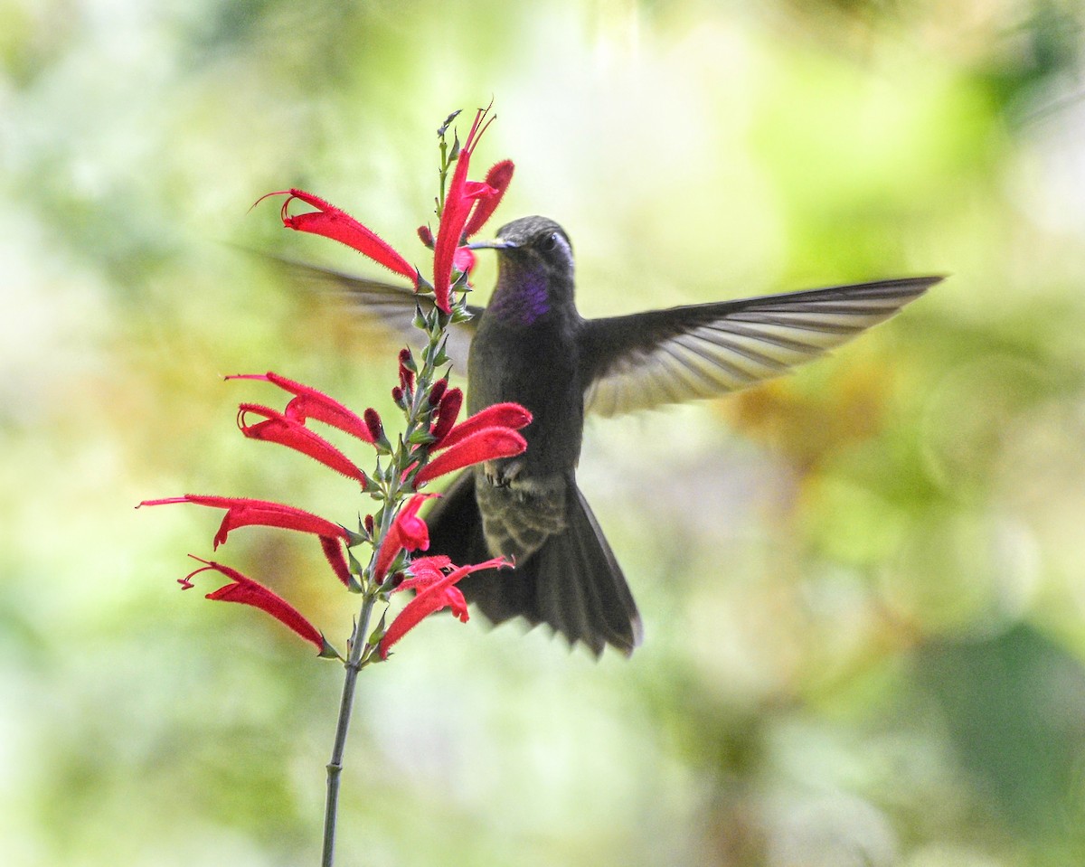 Amethyst-throated Mountain-gem - ML626470077