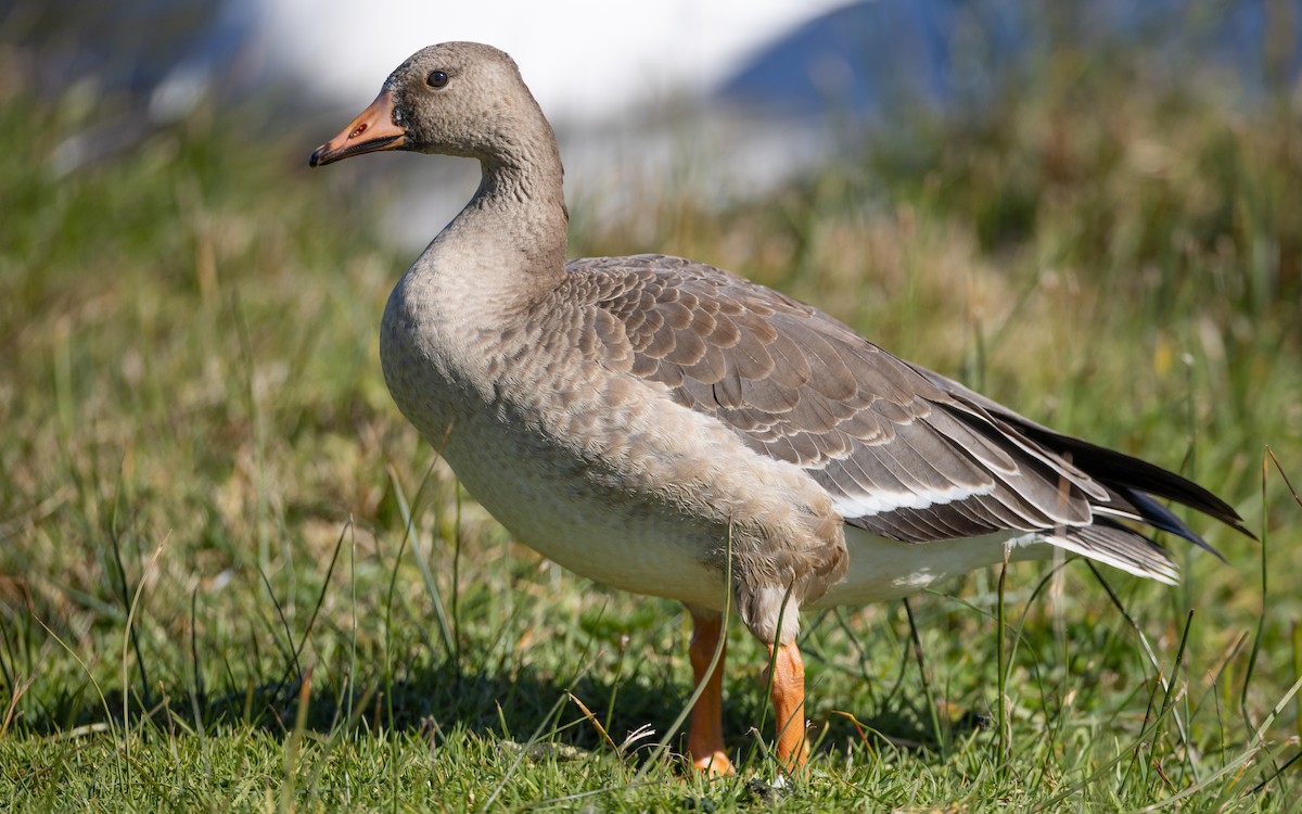 Greater White-fronted Goose (Western) - ML626470121