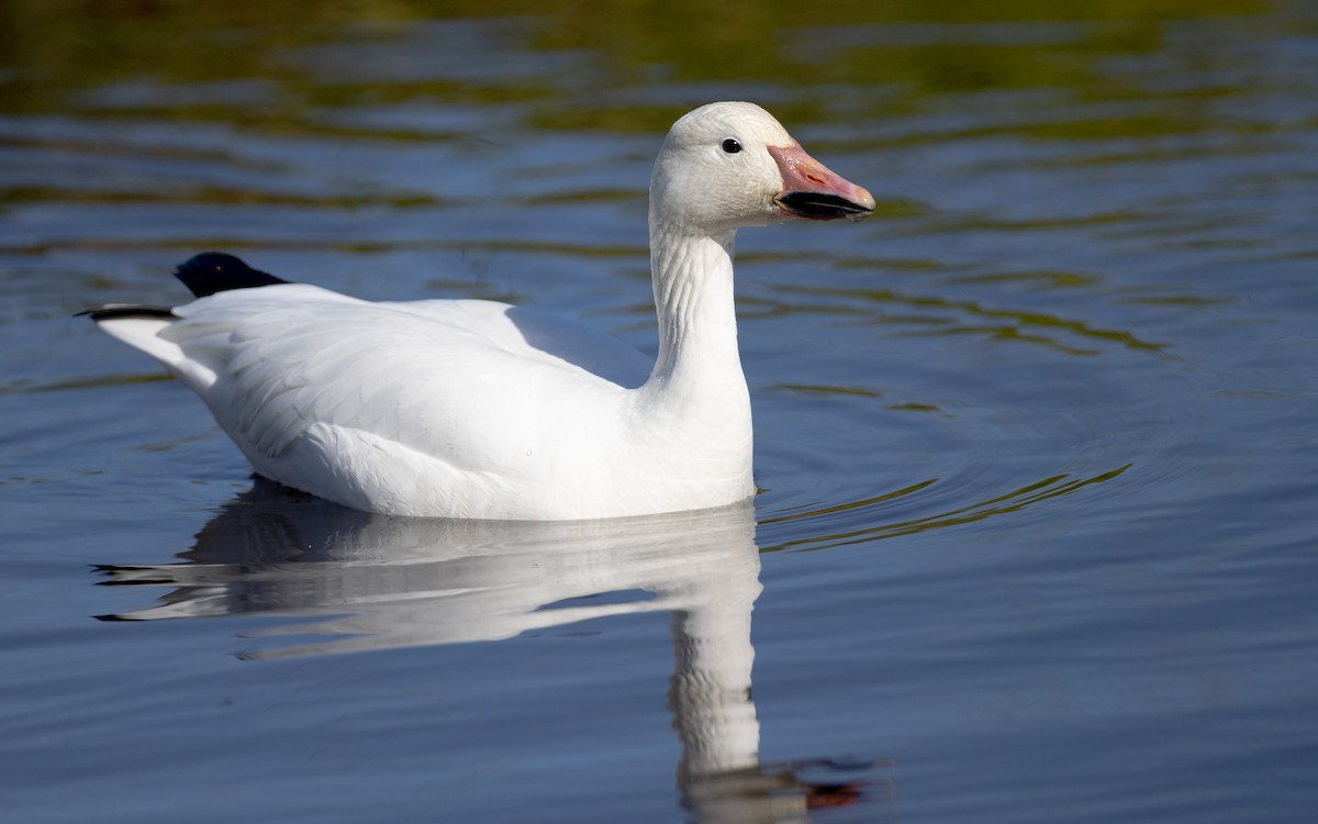 Snow Goose - ML626470123