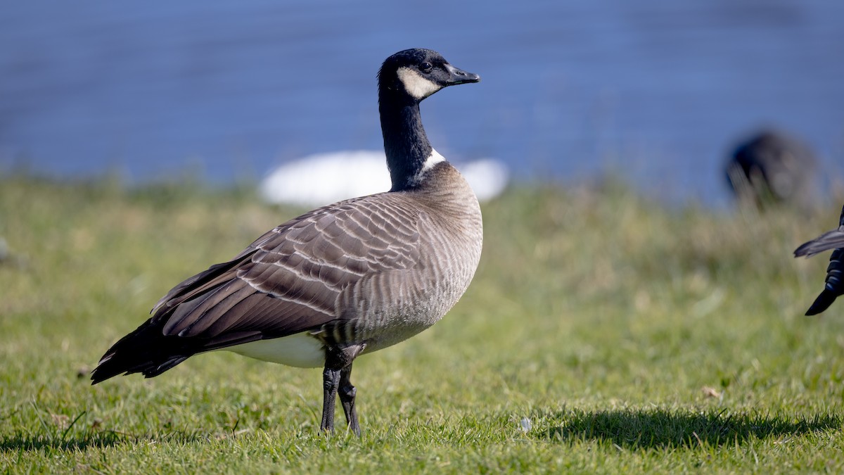 Cackling Goose (Aleutian) - ML626470128
