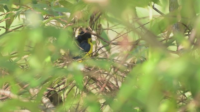 West Mexican Euphonia - ML626470248