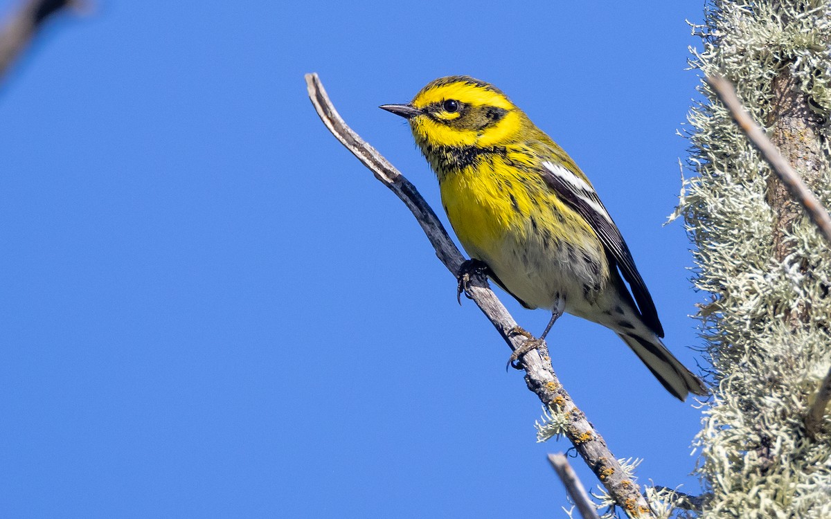 Townsend's Warbler - ML626470323