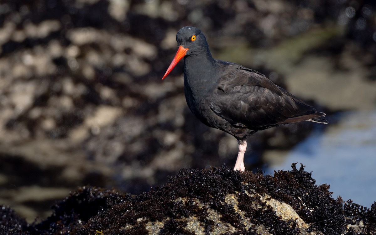 Black Oystercatcher - ML626470343