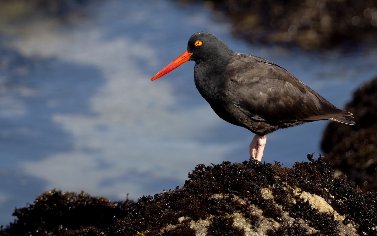 Black Oystercatcher - ML626470345