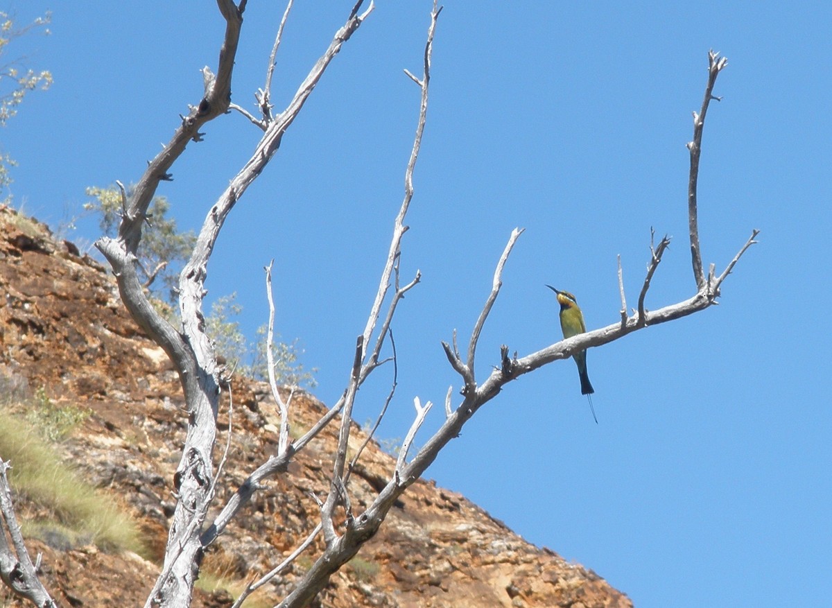 Rainbow Bee-eater - ML62647041