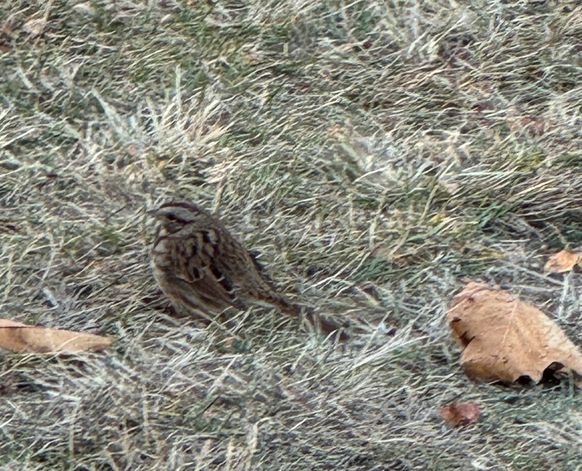 Song Sparrow - ML626470598