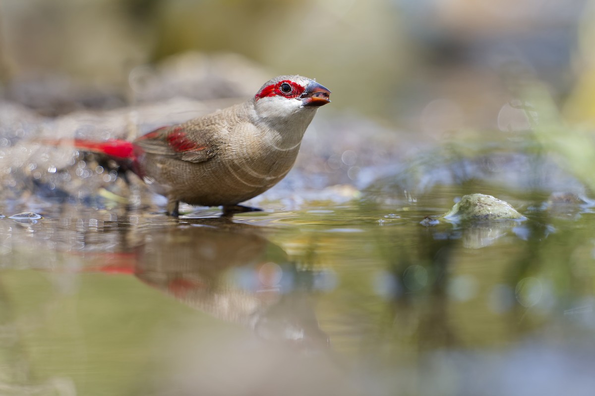 Crimson-rumped Waxbill - ML626470781