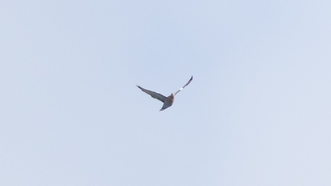 White-winged Dove - ML626470903