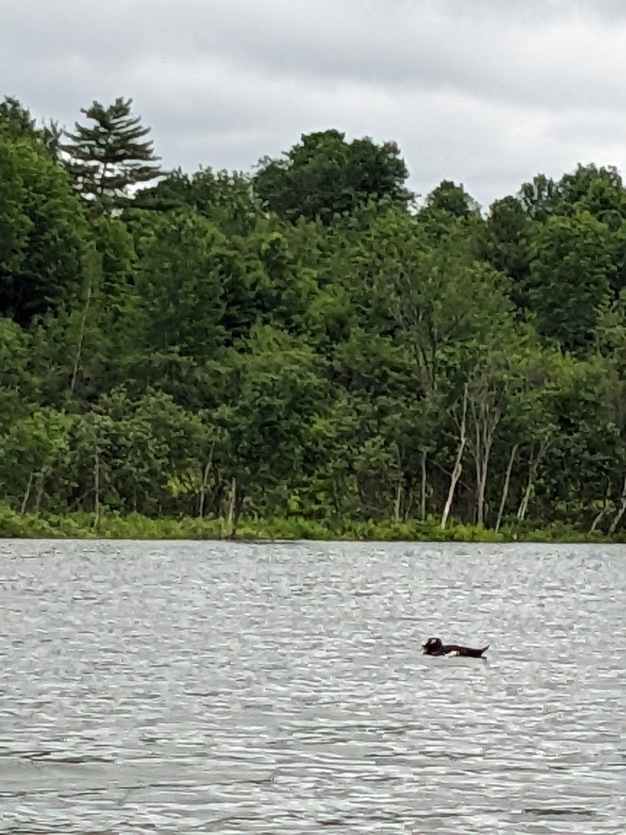 White-winged Scoter - ML626470977