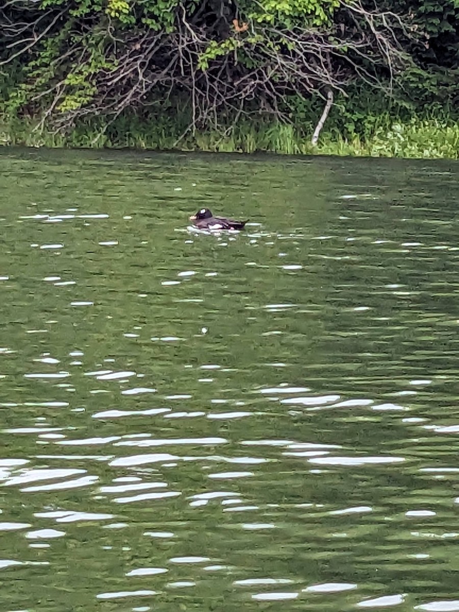 White-winged Scoter - ML626470978