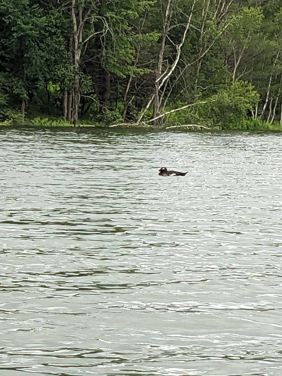 White-winged Scoter - ML626470979