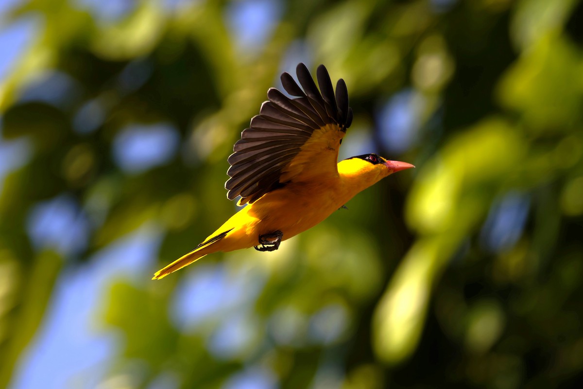 Black-naped Oriole - ML626471058