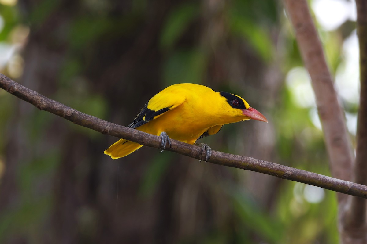 Black-naped Oriole - ML626471064