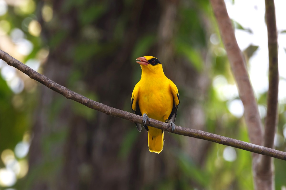 Black-naped Oriole - ML626471066