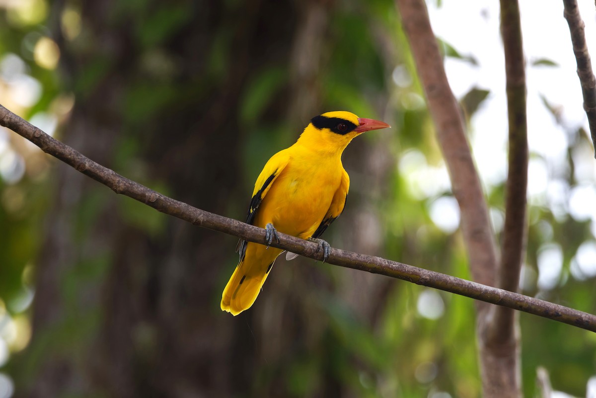 Black-naped Oriole - ML626471068