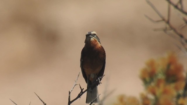 Cinnamon Warbling Finch - ML626471071