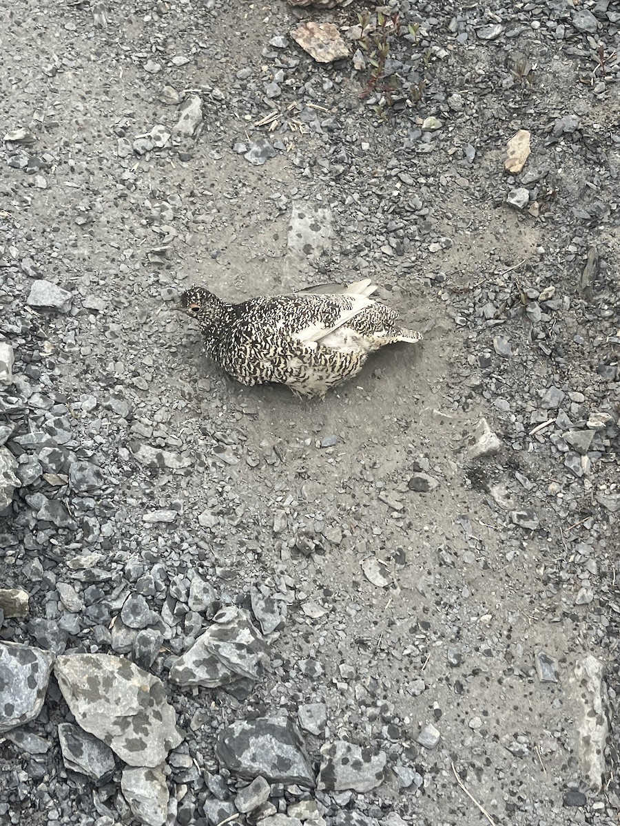 White-tailed Ptarmigan - ML626471072