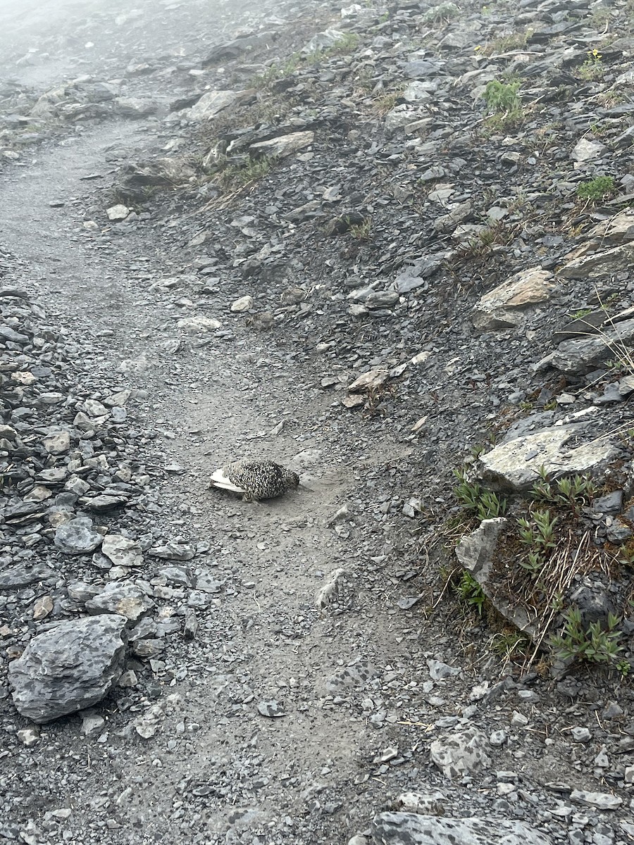 White-tailed Ptarmigan - ML626471073