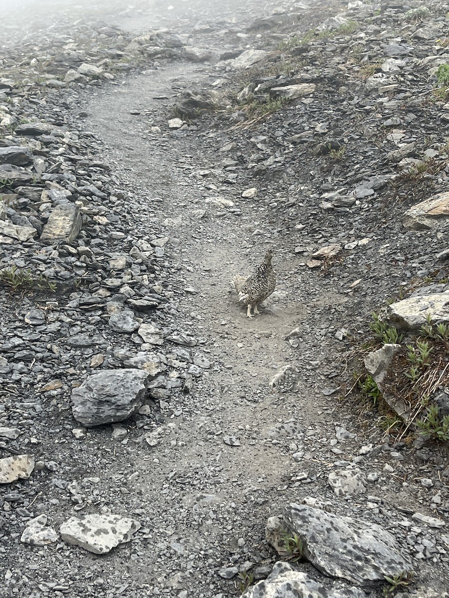 White-tailed Ptarmigan - ML626471074