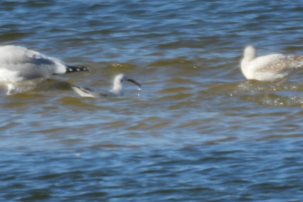 Bonaparte's Gull - ML626471080