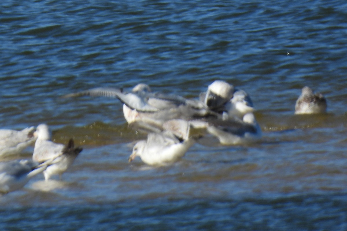 Bonaparte's Gull - ML626471081