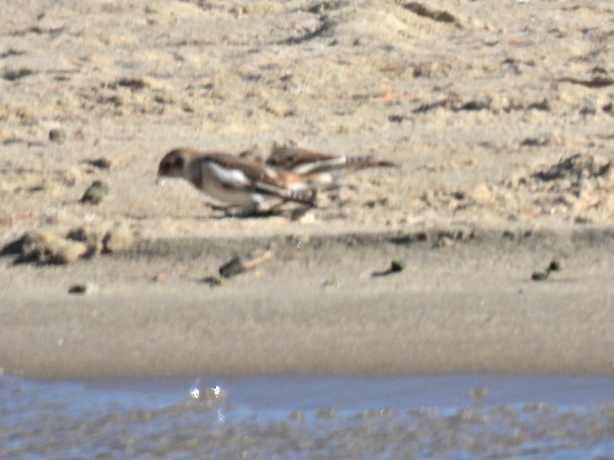 Snow Bunting - ML626471109