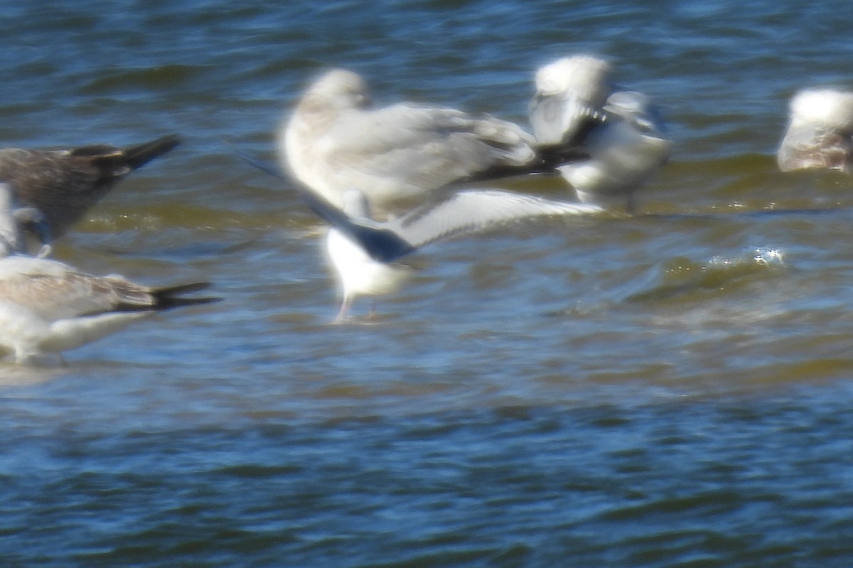Bonaparte's Gull - ML626471209