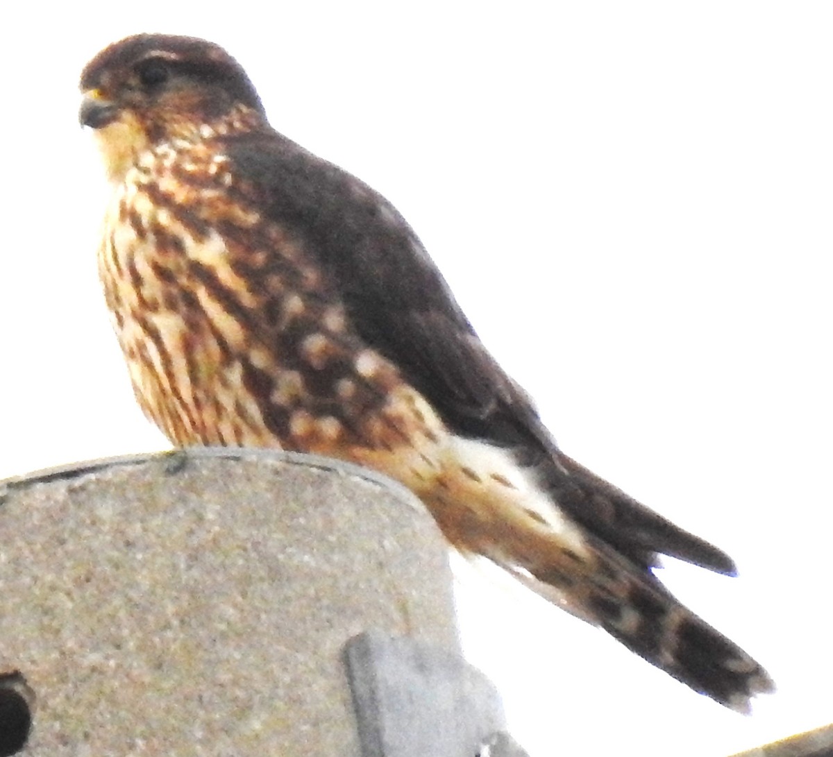 Merlin - ML626471266