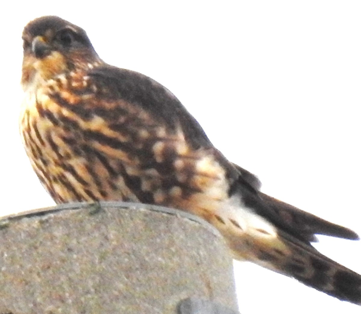 Merlin - ML626471267