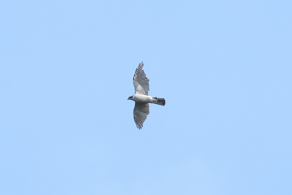 jestřáb lesní - ML626471320