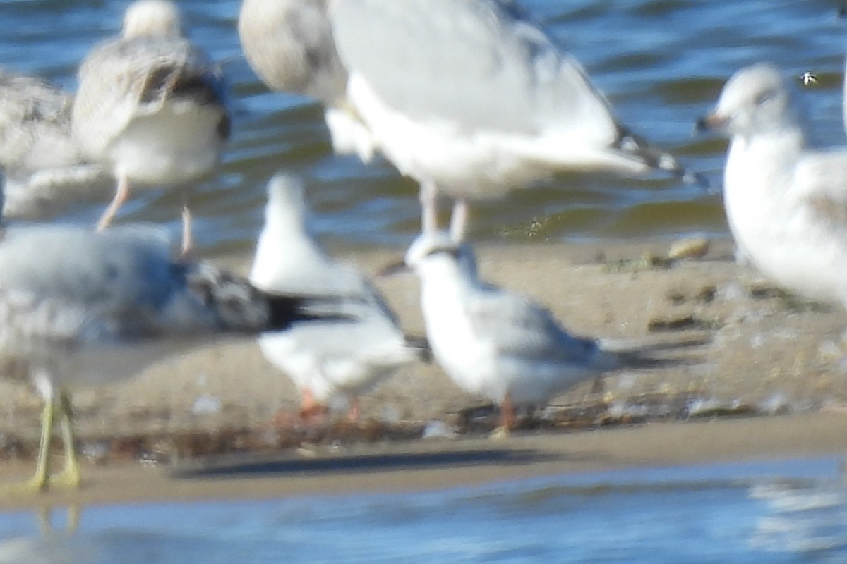 Forster's Tern - ML626471347