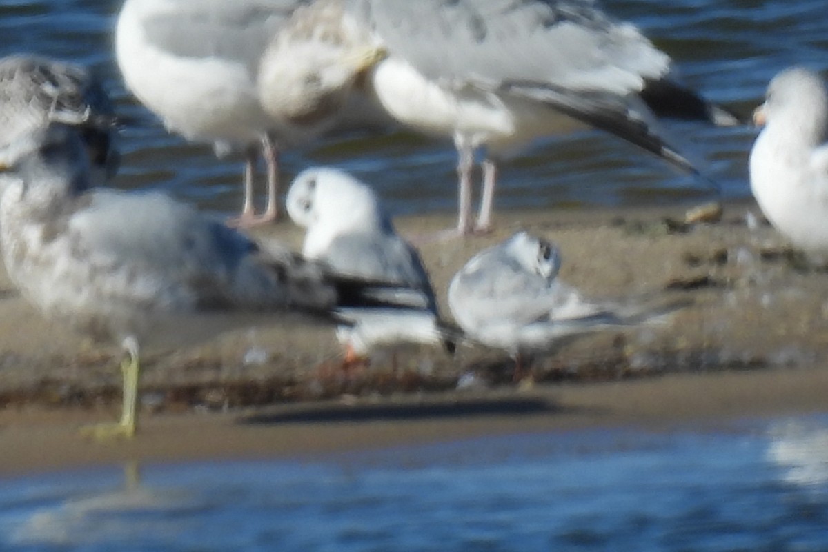Forster's Tern - ML626471348