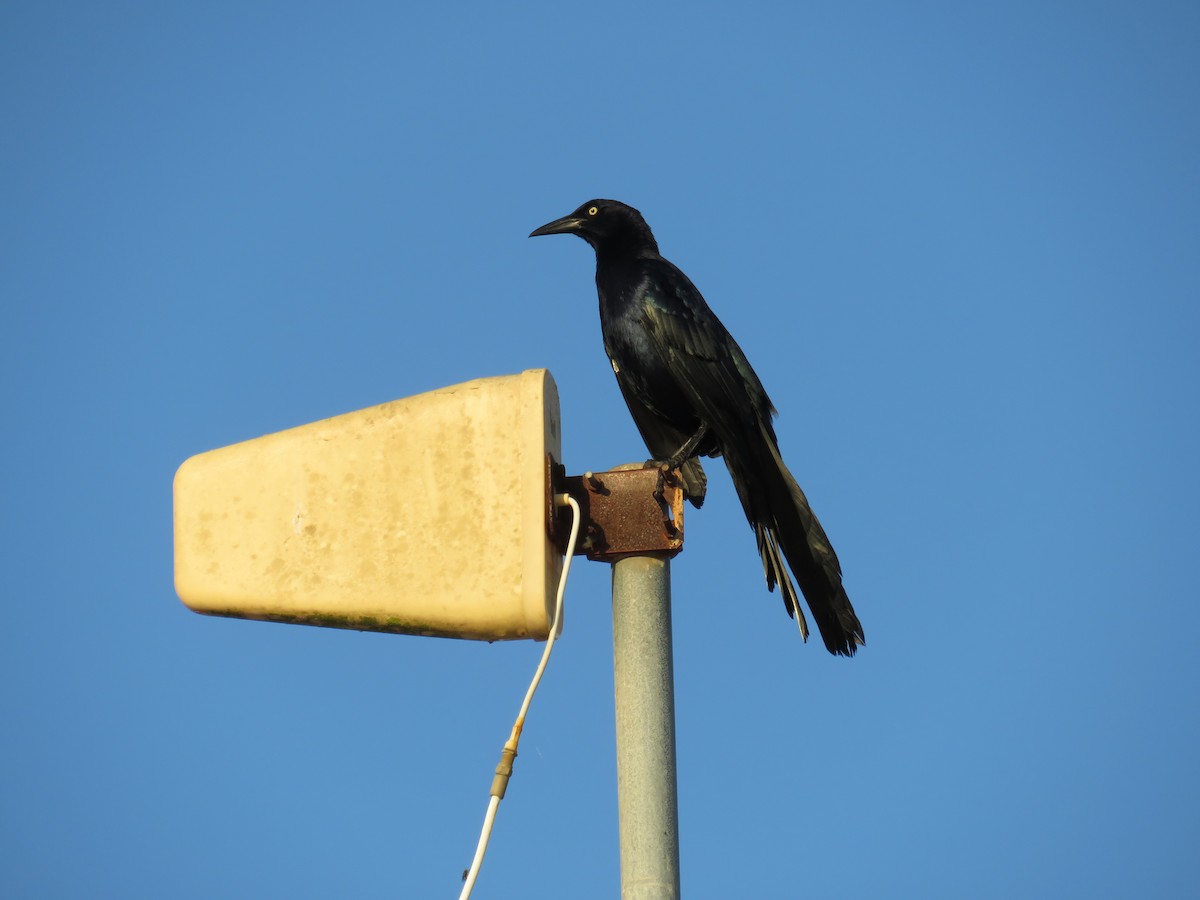 Great-tailed Grackle - ML626471493