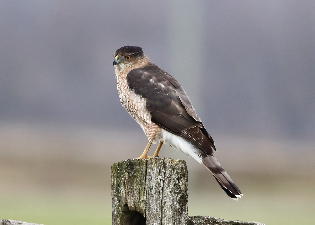 Cooper's Hawk - Stephen Taylor
