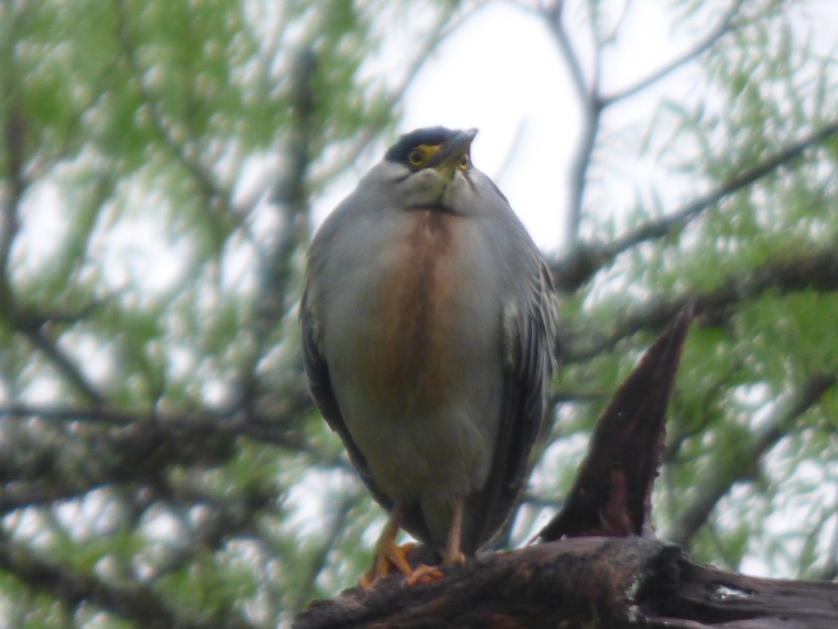Striated Heron - ML626471606
