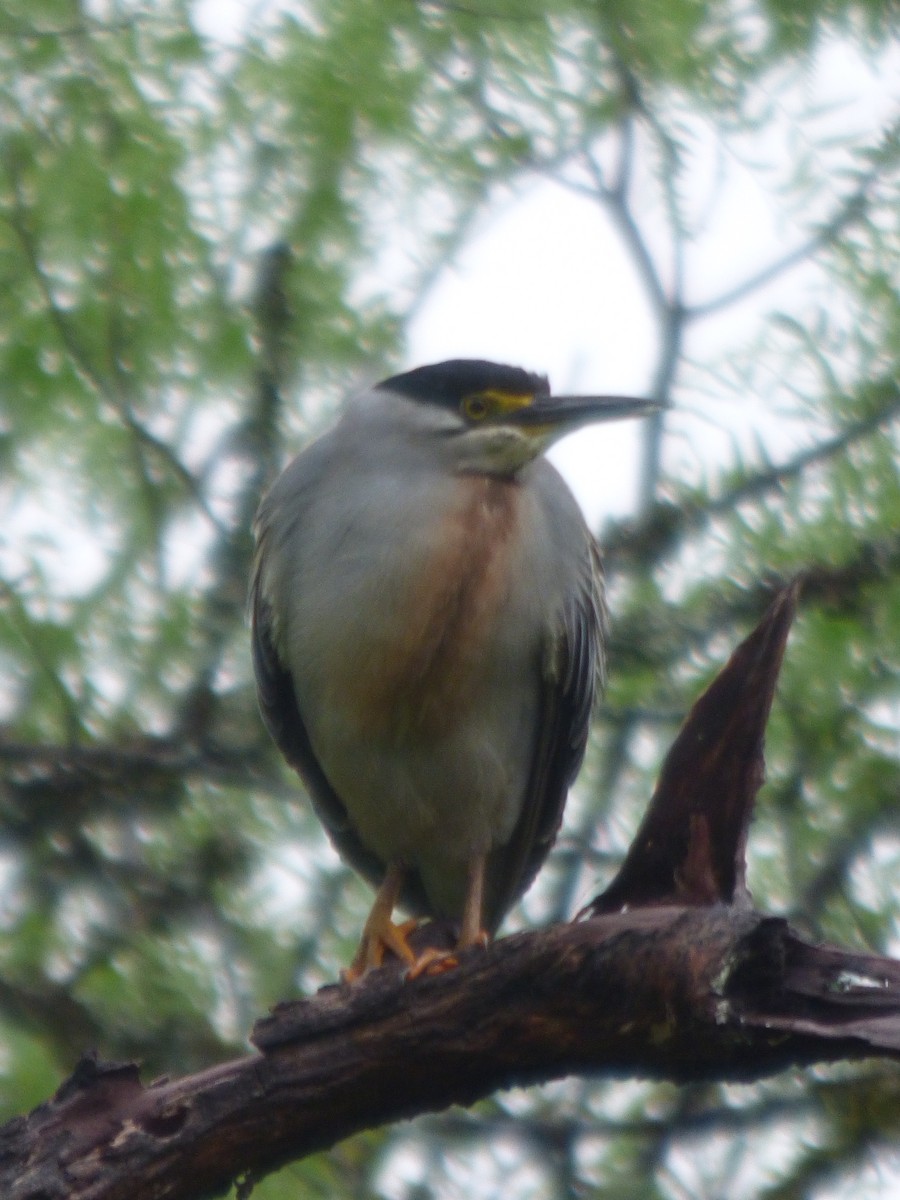 Striated Heron - ML626471607