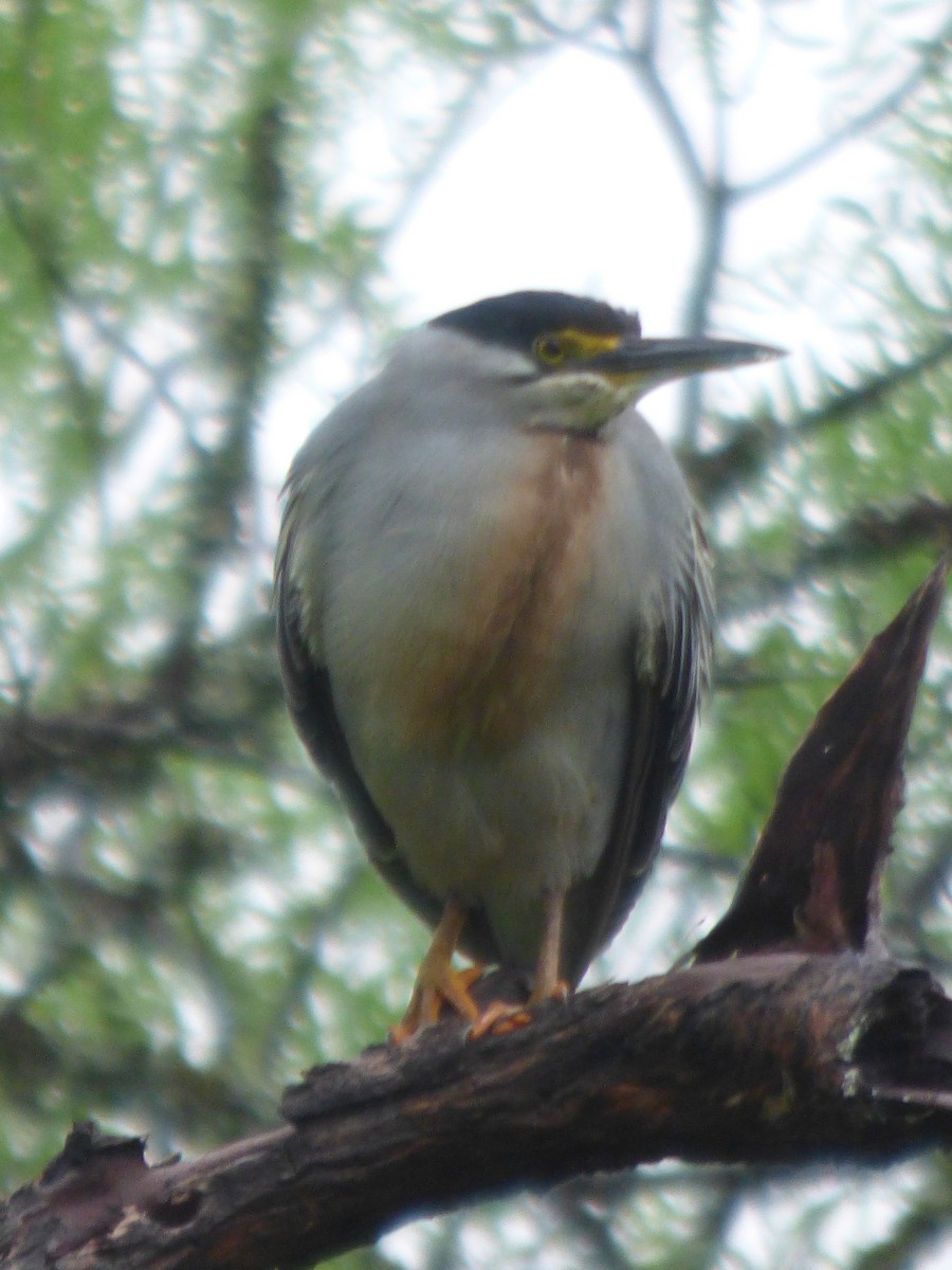 Striated Heron - ML626471608