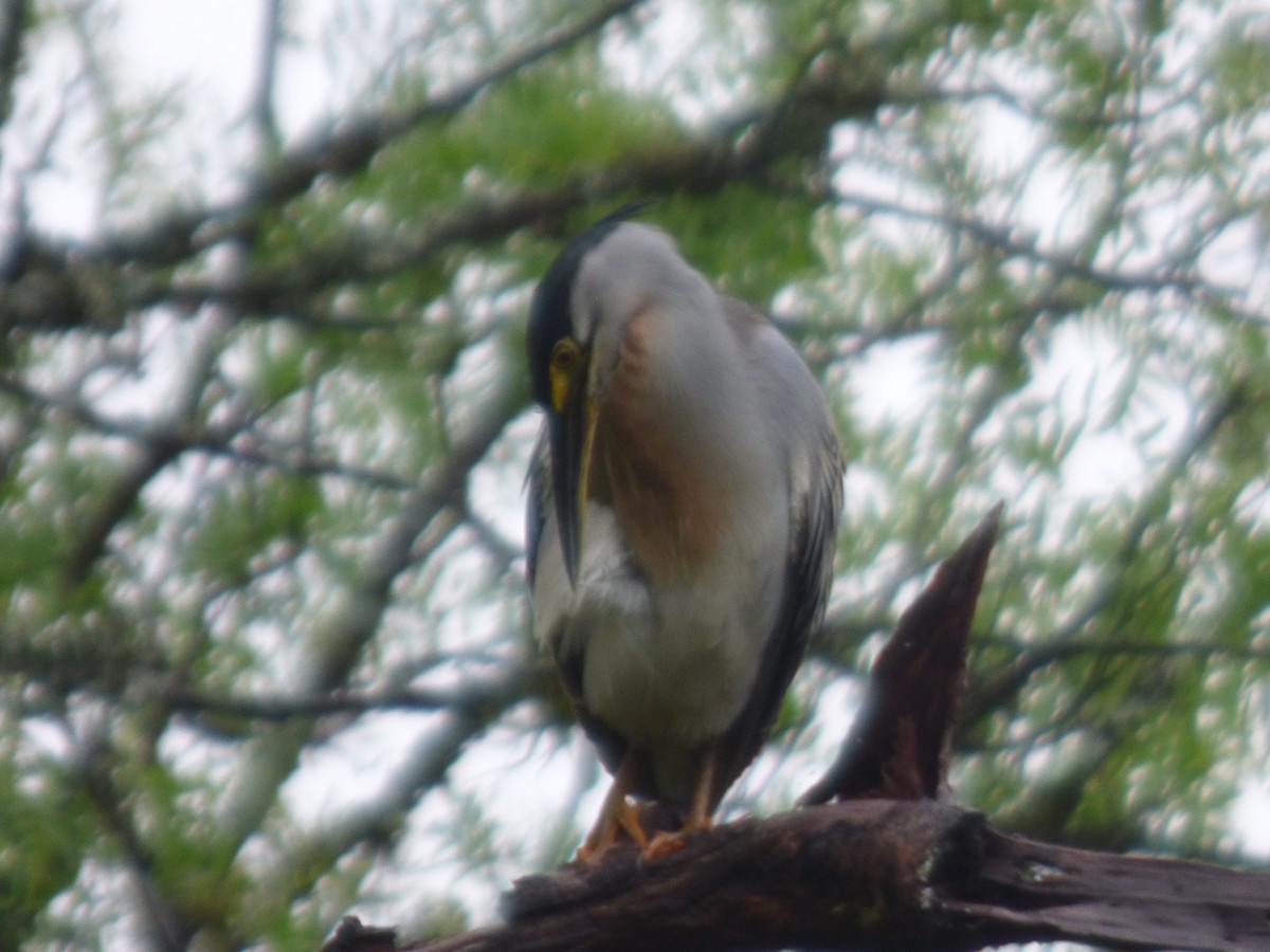 Striated Heron - ML626471609