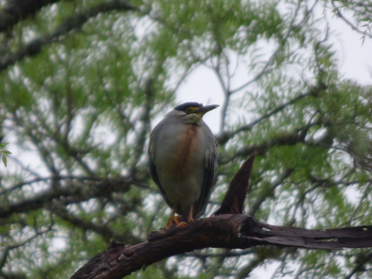 Striated Heron - ML626471610