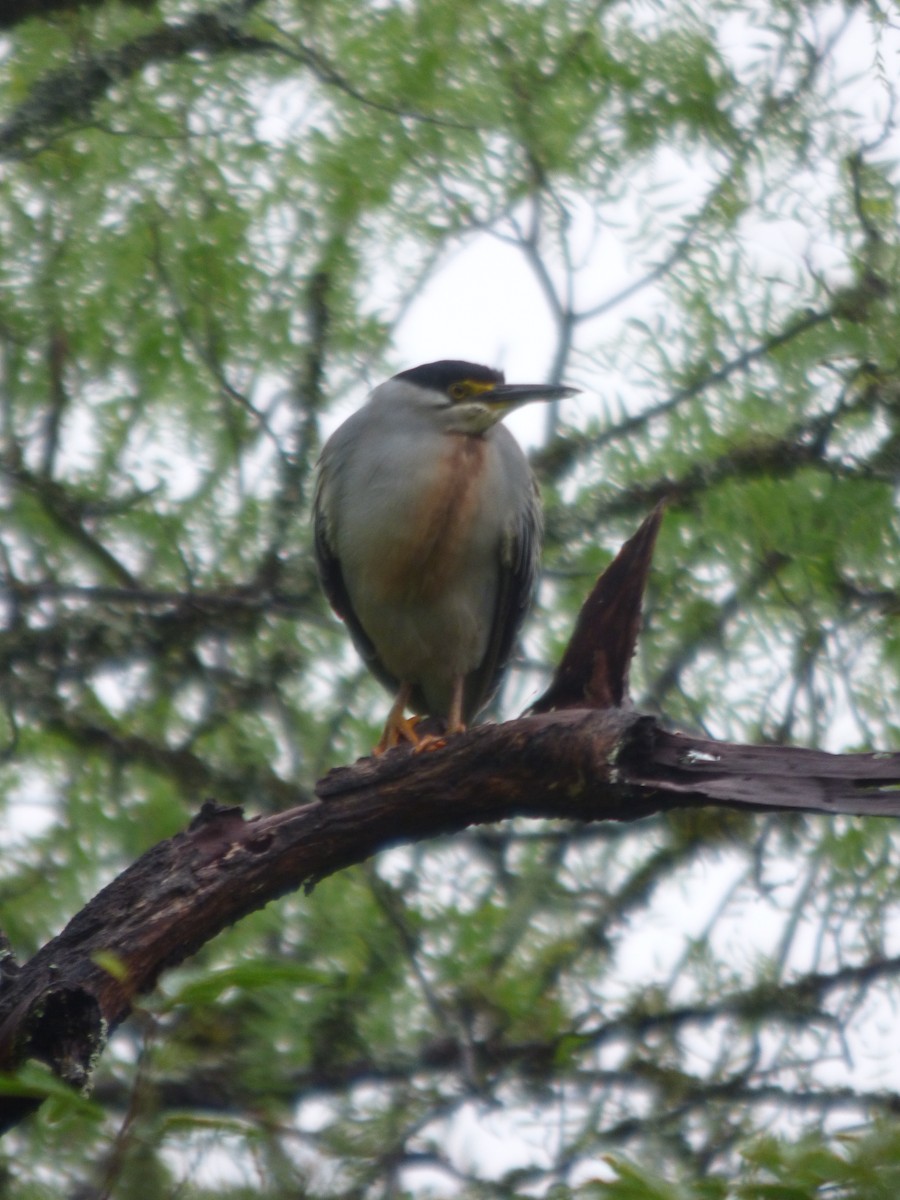 Striated Heron - ML626471611
