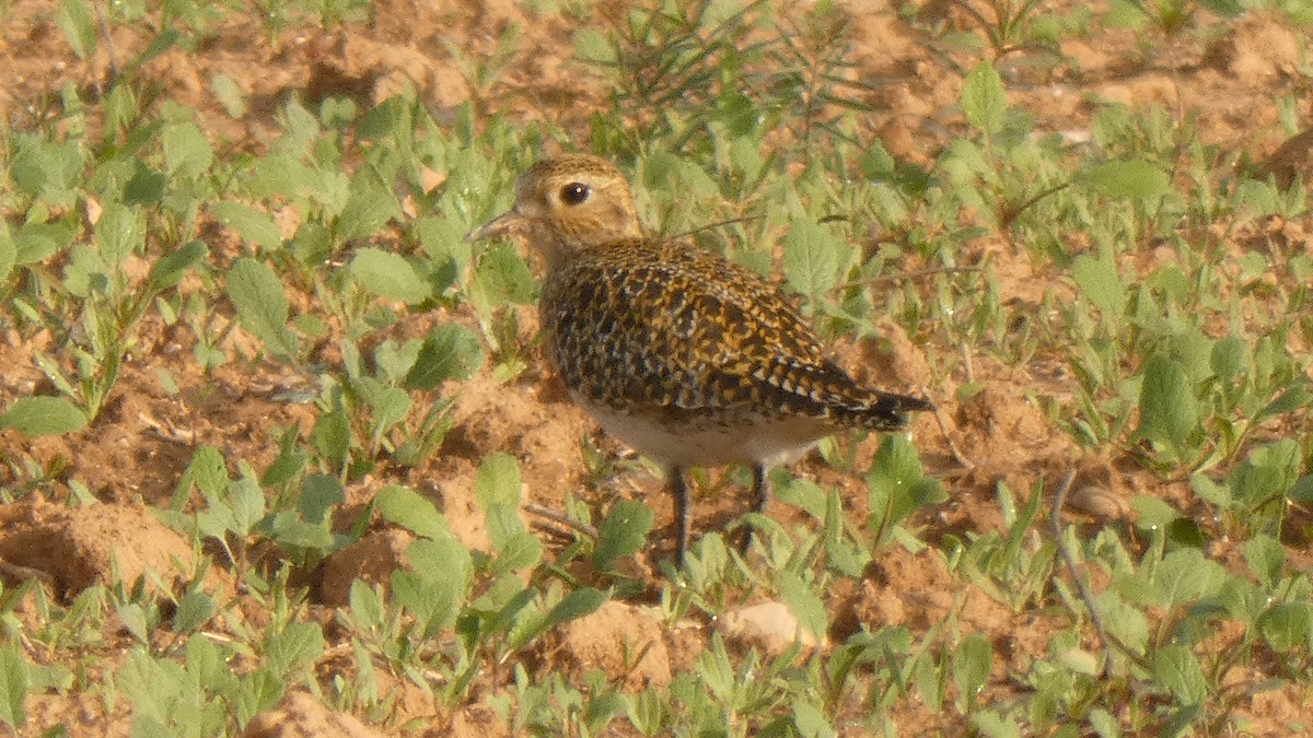 European Golden-Plover - ML626471642